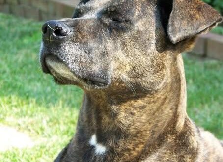 Brown Brindle Pit Bull dog with her eyes closed enjoying the sun