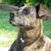 Brown Brindle Pit Bull dog with her eyes closed enjoying the sun