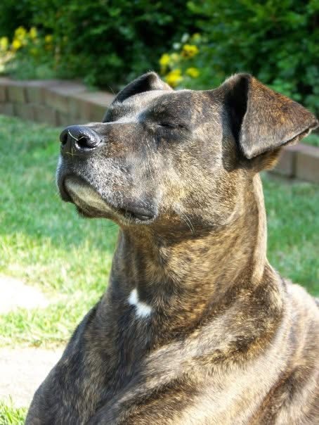 Brown Brindle Pit Bull dog with her eyes closed enjoying the sun