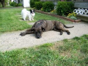 An old picture of my dogs Holly the pit bull and Magic the papillon.