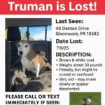 Poster of a lost dog named Truman