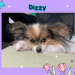 Tiny dog face with big ears, laying down