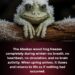 image of a frog looking at you, and has frost on it's head.